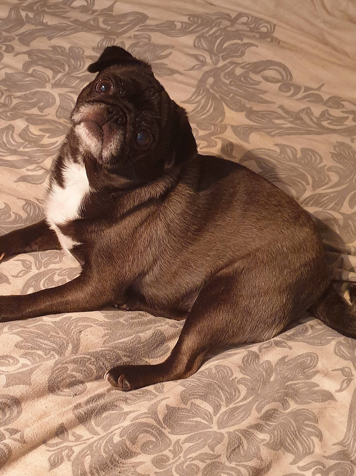 Misty is registered to the contest to win money with this photo: art, bulldog, carnivore, comfort, companion_dog, dog, dog_breed, drawing, fawn, felidae, guard_dog, illustration, liver, painting, pug, tail, terrestrial_animal, visual_arts, whiskers, working_animal