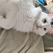 Nüty participe au concours pour gagner de l'argent avec cette photo : cat, white_cat, heterochromia, blue_eye, green_eye, fluffy, feline, pet, indoor, blanket, relaxed, curious, close_up, soft_texture, animal, cute, whiskers, pink_nose, ear, resting