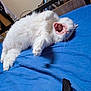 Nüty a rejoint le concours — aidez-le/la à gagner de superbes lots ! cat, white_cat, yawning, bed, blue_bedspread, indoor, pet, feline, fluffy, mouth_open, relaxed, lying_down, paw, fur, cozy, home, animal, cute, sleepy, domestic
