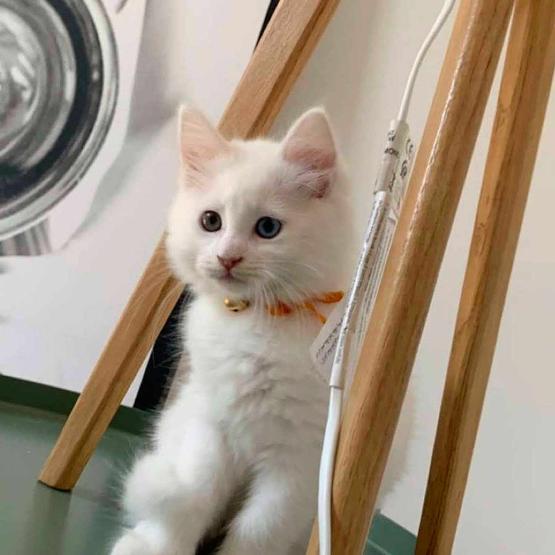 Nüty a rejoint le concours — aidez-le/la à gagner de superbes lots ! bell, cat, closeup, collar, curious, decor, fluffy, furniture, green_surface, hand, heterochromia, indoor, kitten, pet, poster, table, vintage_camera, white_cat, wooden_legs, young_animal