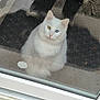 Nüty a rejoint le concours — aidez-le/la à gagner de superbes lots ! cat, white_cat, heterochromia, blue_eye, yellow_eye, pet, indoor, window, glass_door, reflection, shoe, mat, fluffy, animal, cute, sitting, looking, domestic_cat, fur, face