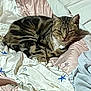 Tom is registered to the contest to win money with this photo: cat, tabby, bed, pillow, blanket, floral_pattern, indoor, resting, animal, pet, fur, striped, cozy, relaxed, whiskers, cute, sleepy, domestic, comfort, feline