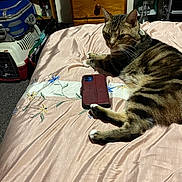 Tom is registered to the contest to win money with this photo: animal, bed, bedspread, carpet, cat, domestic, dresser, floral_embroidery, furniture, household_items, indoor, pet, phone_case, relaxed, resting, room, shelf, smartphone, tabby_cat, wooden_furniture