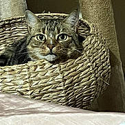 Tom is registered to the contest to win money with this photo: cat, tabby, basket, woven, pet, animal, indoor, cozy, texture, fur, whiskers, ears, eyes, alert, home, furniture, soft, resting, closeup, curious
