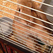 Pumpkin joined the competition — help win amazing prizes!