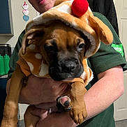 Bruno joined the competition — help win amazing prizes! person, puppy, dog, costume, reindeer, hood, brown_dog, indoor, kitchen, glasses, short_hair, holding, cute, pet, smiling, festive, clothing, hand, wall, door