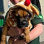 person, puppy, dog, costume, reindeer, hood, brown_dog, indoor, kitchen, glasses, short_hair, holding, cute, pet, smiling, festive, clothing, hand, wall, door