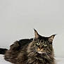 cat, maine_coon, fluffy, long_hair, green_eyes, pet, animal, feline, lying_down, looking_at_camera, whiskers, ears, tail, indoor, white_surface, gray_background, portrait, domestic_cat, calm, relaxed