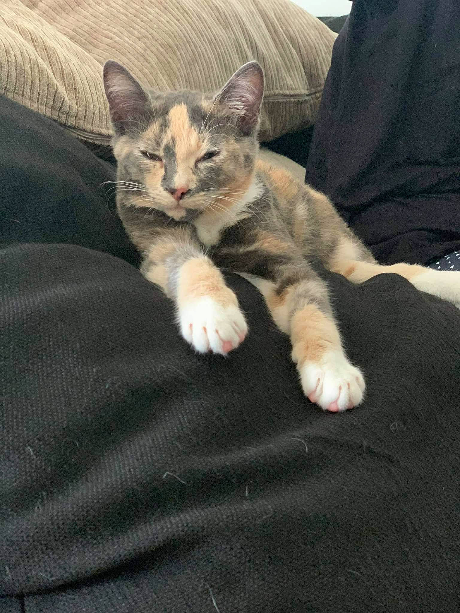 Smoothie participe au concours pour gagner de l'argent avec cette photo : carnivore, cat, claw, comfort, couch, domestic_short_haired_cat, felidae, foot, fur, human_leg, lap, linens, nail, paw, sitting, small_to_medium_sized_cats, snout, tail, toe, whiskers