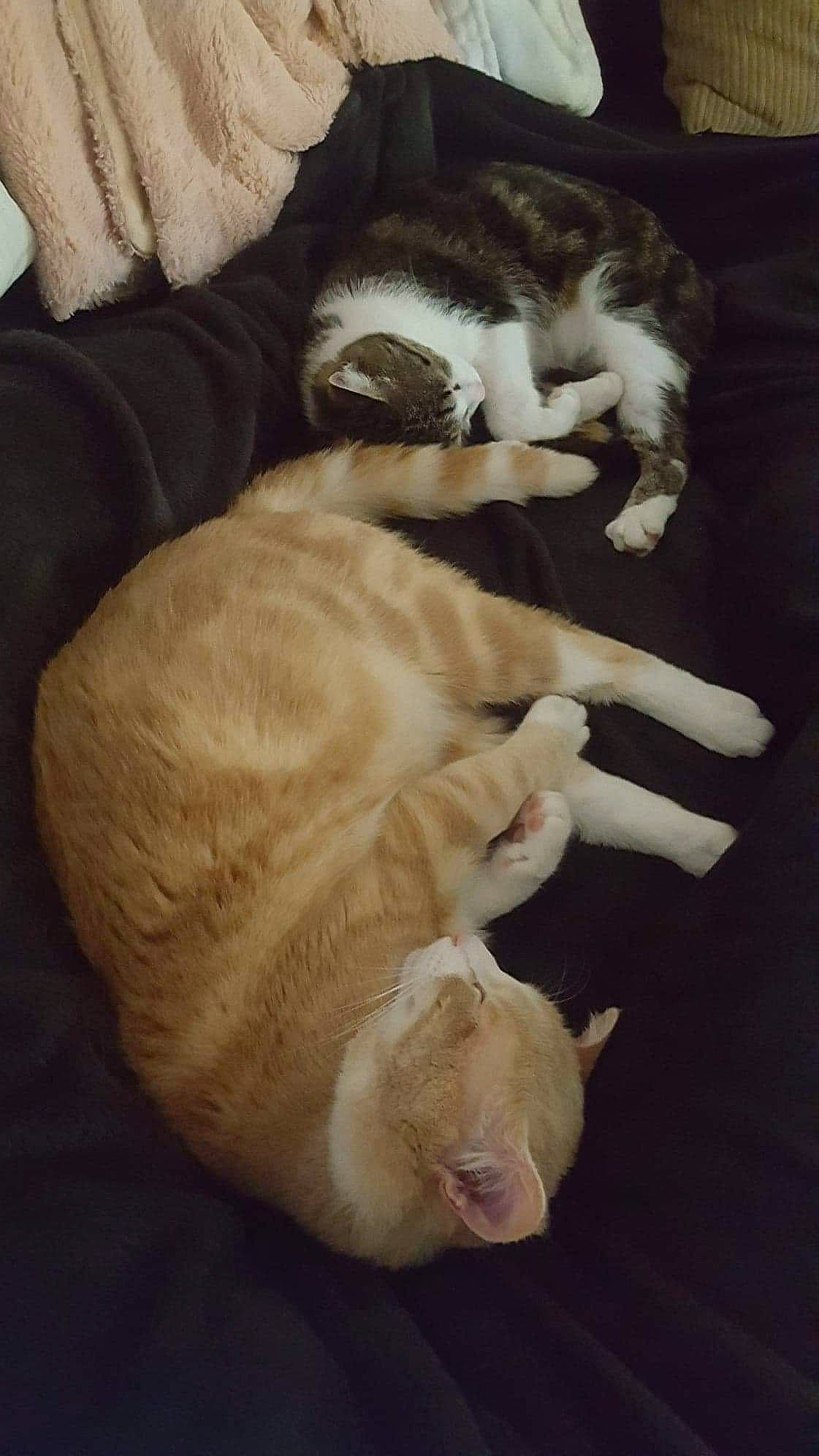 Papouille a rejoint le concours — aidez-le/la à gagner de superbes lots ! carnivore, cat, claw, comfort, companion_dog, dog_breed, domestic_short_haired_cat, fawn, felidae, flooring, fur, hardwood, linens, nap, paw, small_to_medium_sized_cats, snout, tail, whiskers, wood