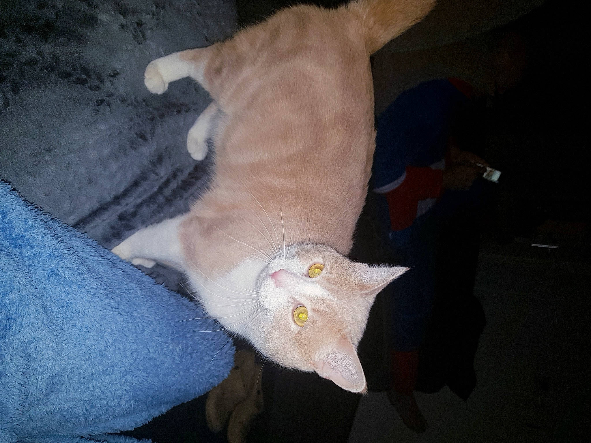 Papouille participe au concours pour gagner de l'argent avec cette photo : canidae, carnivore, cat, claw, comfort, companion_dog, dog_breed, domestic_short_haired_cat, fawn, felidae, fur, linens, nail, paw, small_to_medium_sized_cats, snout, tail, whiskers, wood, wool