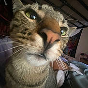 Prince is registered to the contest to win money with this photo: bed, bedding, blanket, cat, close_up, cozy, curious, feline, fur, green_eyes, indoor, macro, muzzle, nose, pet, portrait, room, stripes, tabby_cat, whiskers