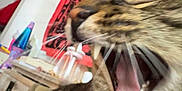 Prince joined the competition — help win amazing prizes! bedroom, blurred_background, cat, close_up, cute, decor, fur, indoor, lava_lamp, led_lights, mouth, nightstand, pet, portrait, tabby_cat, tapestry, teeth, tongue, whiskers, yawning