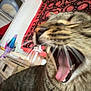 bedroom, blurred_background, cat, close_up, cute, decor, fur, indoor, lava_lamp, led_lights, mouth, nightstand, pet, portrait, tabby_cat, tapestry, teeth, tongue, whiskers, yawning