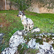 Tache participe au concours pour gagner de l'argent avec cette photo : alert, animal, canine, collar, dog, grass, greenery, moss, mottled_fur, nature, outdoor, peaceful, pet, quiet, rock, side_view, small_dog, sunlight, tree, wildlife