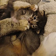 Tigger joined the competition — help win amazing prizes! cat, kittens, two_cats, kitten_play, playful, fighting, fluffy, fur, brown_cat, tabby, animal, pet, cute, indoors, towel, blanket, cozy, close_up, portrait, watermark