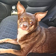 Puppup is registered to the contest to win money with this photo: animal, bottle, brown_dog, canine, car_interior, car_seat, comfort, dog, domestic_animal, door, ears, leather, looking, pet, resting, seat, sitting, small_dog, vehicle, window