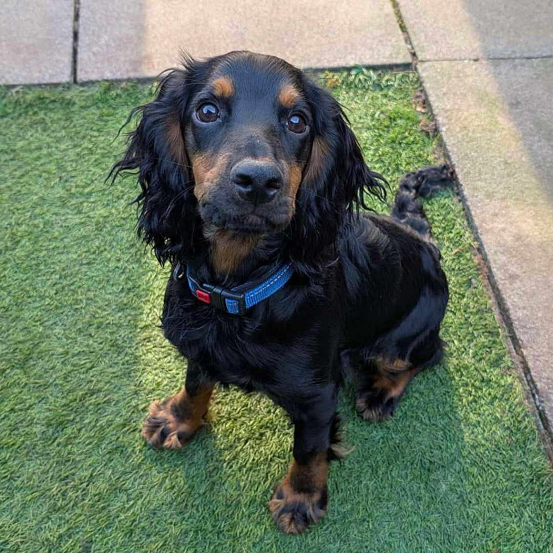 Chester joined the competition — help win amazing prizes! animal, black_and_tan, canine, collar, cute, dog, ears, fur, grass, looking_up, outdoor, paws, pet, playful, puppy, sidewalk, sitting, sunlight, turf, young