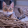 Ezekiel joined the competition — help win amazing prizes! alert, animal, bell, carpet, cat, close_up, collar, curious, cute, feline, focus, fur, indoor, laying_down, pet, rope, tabby, texture, whiskers, wide_eyes