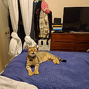Ezekiel is registered to the contest to win money with this photo: bed, blanket, box, cat, clothing, collar, cozy, curtains, decor, dresser, furniture, hanger, home, indoor, knitted_blanket, pet, resting, tabby_cat, tag, television