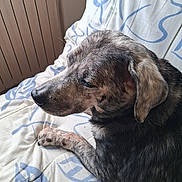 Gun a rejoint le concours — aidez-le/la à gagner de superbes lots ! animal, blanket, brindle, close_up, comfort, cozy, dog, domestic, ear, fur, furry, indoor, lying_down, paw, pet, quiet, relaxed, resting, side_view, snout