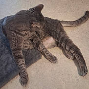Jazz participe au concours pour gagner de l'argent avec cette photo : animal, cat, cute, domestic_cat, feline, floor, fur, grey_cat, grooming, indoor, laying_down, mat, paws, pet, relaxed, sleepy, stretching, tabby, tail, whiskers