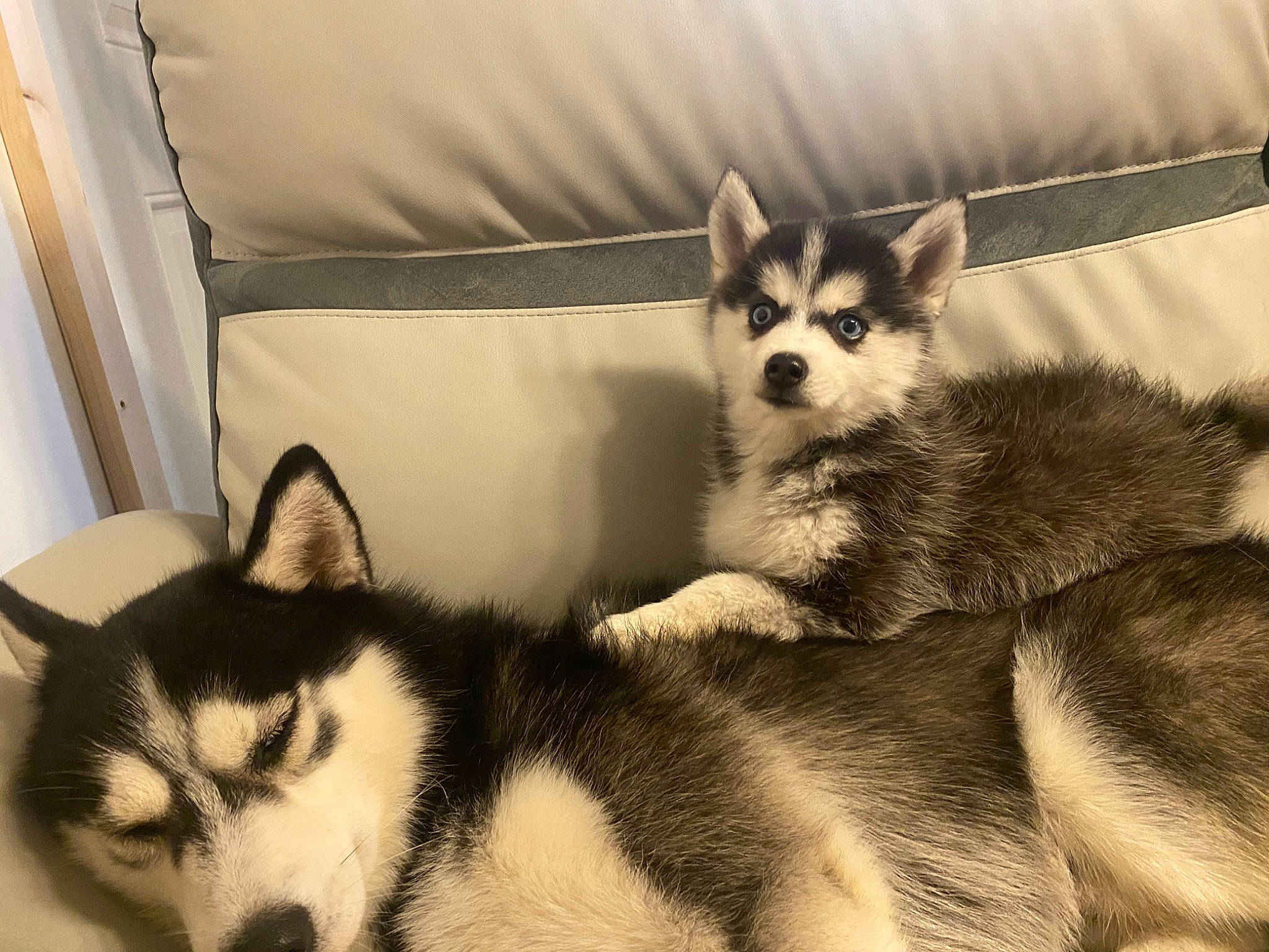 Apache a rejoint le concours — aidez-le/la à gagner de superbes lots ! canidae, canis, carnivore, comfort, companion_dog, dog, dog_breed, fur, non_sporting_group, paw, siberian_husky, sled_dog, snout, sporting_group, tail, terrestrial_animal, whiskers, wildlife, working_animal, working_dog