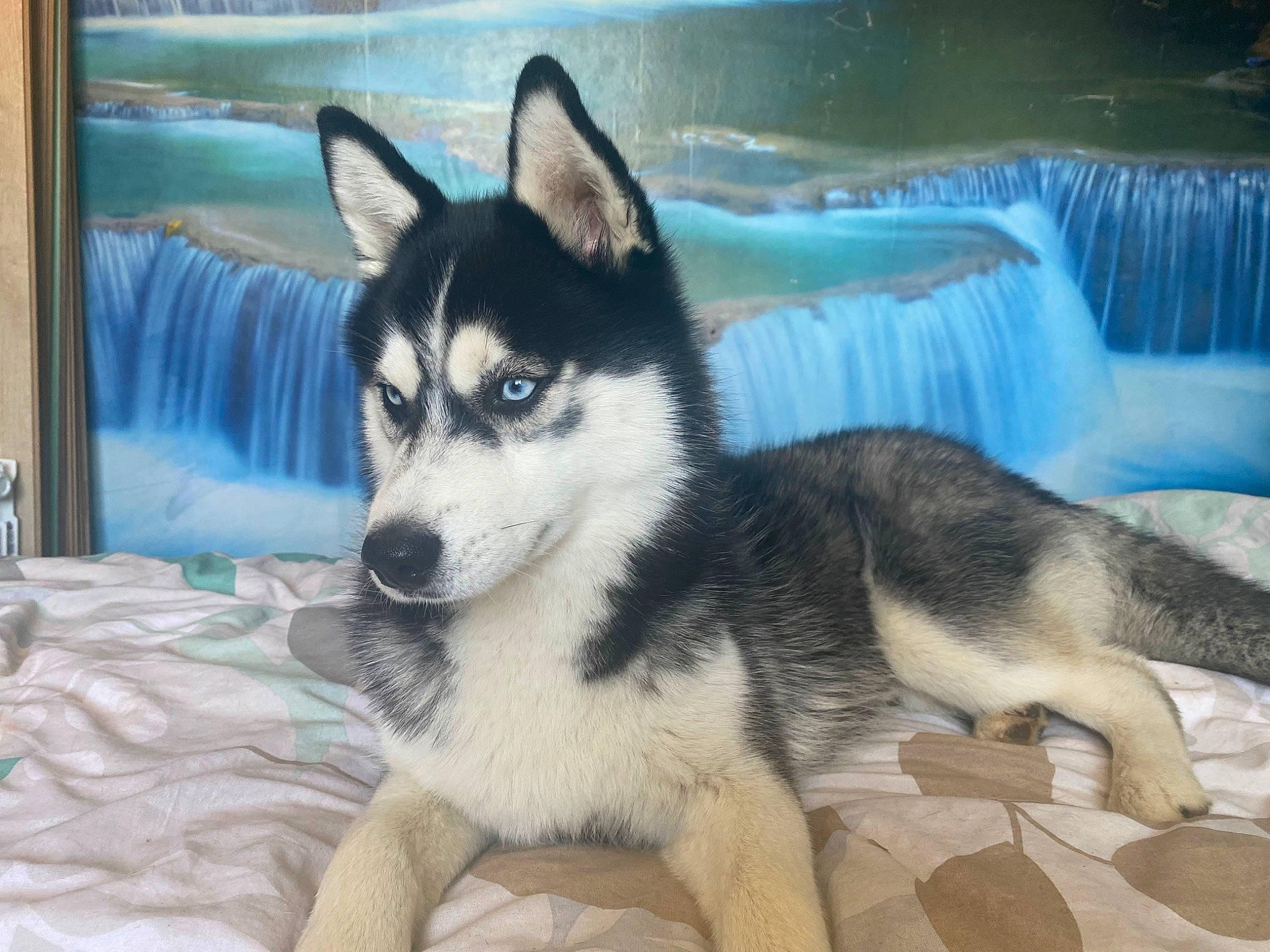 Apache a rejoint le concours — aidez-le/la à gagner de superbes lots ! ancient_dog_breeds, art, canidae, canis, carnivore, companion_dog, dog, dog_breed, fur, non_sporting_group, siberian_husky, sled_dog, snout, sporting_group, tableware, water, waterfall, working_animal, working_dog