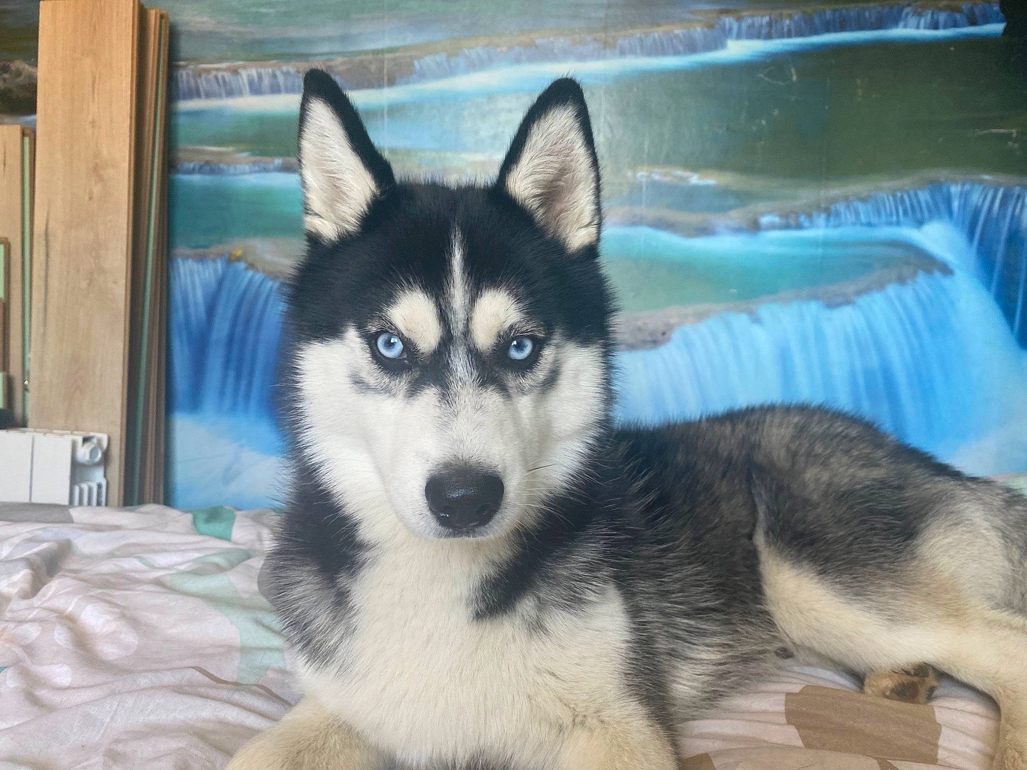 Apache a rejoint le concours — aidez-le/la à gagner de superbes lots ! ancient_dog_breeds, art, canidae, canis, carnivore, companion_dog, dog, dog_breed, fawn, fur, jaw, siberian_husky, sled_dog, snout, sporting_group, terrestrial_animal, whiskers, wildlife, wolf, working_dog