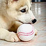 Bosco participe au concours pour gagner de l'argent avec cette photo : puppy, dog, husky, blue_eyes, white_fur, baseball, toy, pet, cute, indoor, floor, animal, young_dog, playing, closeup, lying_down, light, ears, snout, paw