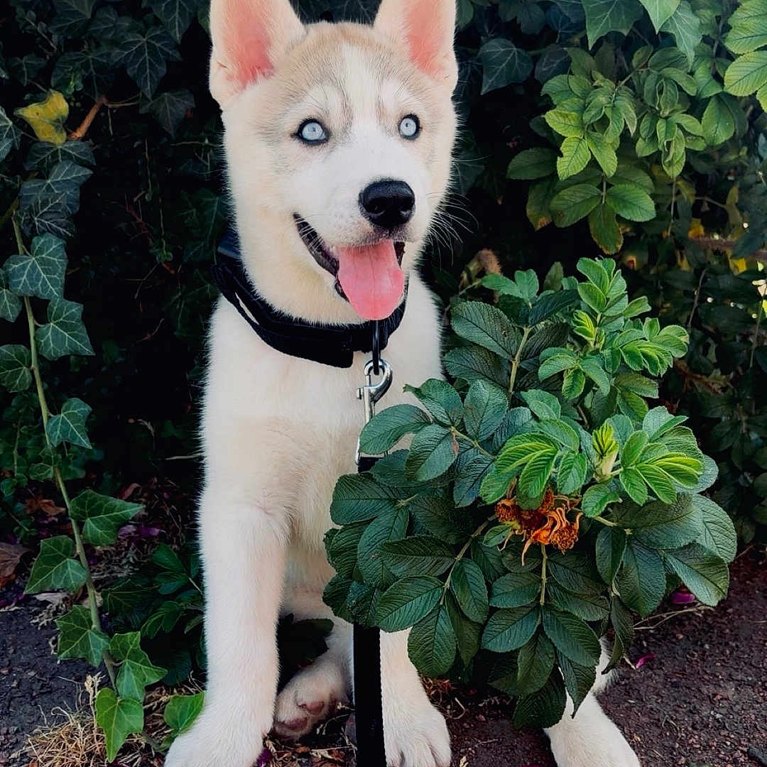 Bosco