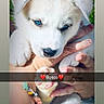 puppy, dog, blue_eyes, white_fur, cute, pet, animal, outdoor, green_background, hands, holding, paw, pink_paw_pads, close_up, adorable, young_dog, portrait, sunlight, nature, friendly
