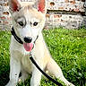 Bosco a rejoint le concours — aidez-le/la à gagner de superbes lots ! puppy, dog, husky, grass, leash, collar, outdoor, brick_wall, tongue_out, sitting, young_dog, pet, animal, cute, nature, sunlight, ears, fur, greenery, playful