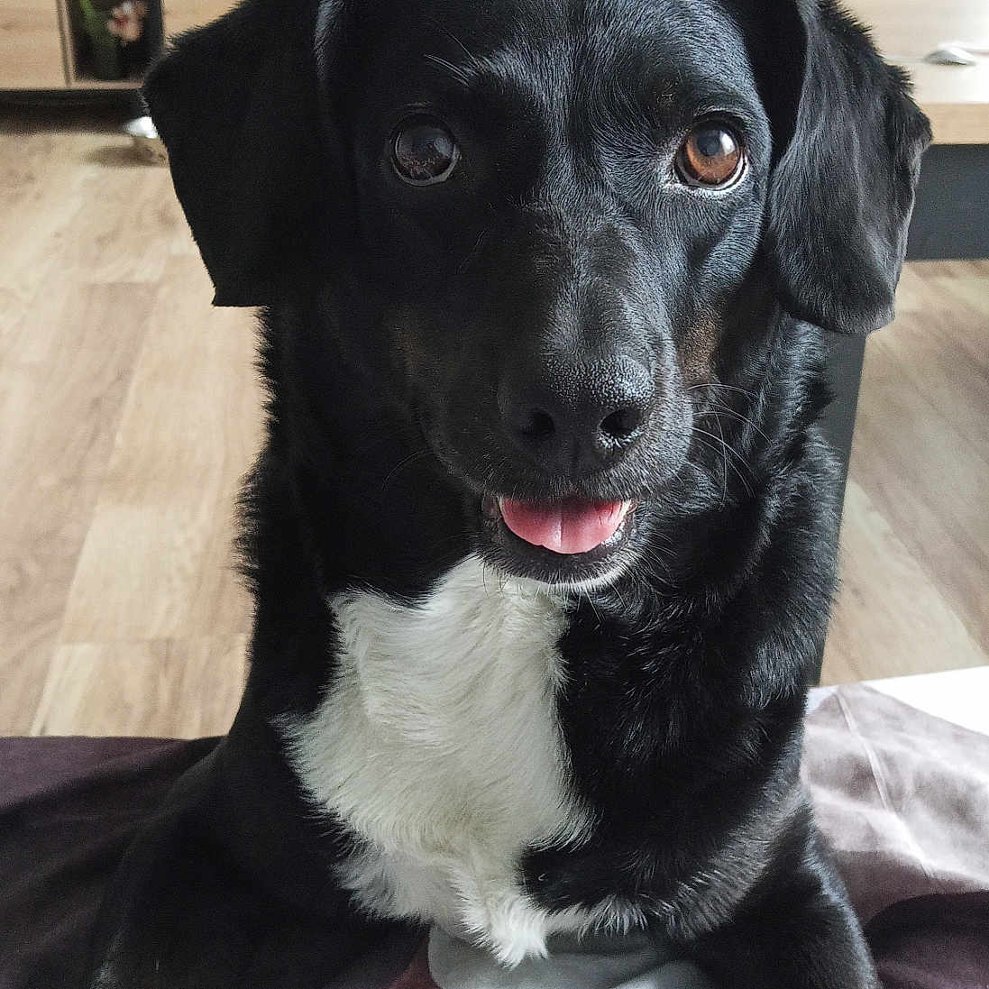 Nunuś is registered to the contest to win money with this photo: bed, black_dog, blanket, cabinet, close_up, dog, domestic_animal, ears, face, fur, furniture, happy, indoor, looking_at_camera, pet, plant, table, tongue_out, white_chest, wooden_floor