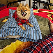 Foxy joined the competition — help win amazing prizes! dog, small_dog, pet, bed, pillow, blanket, plaid, sweater, red_sweater, striped_pillow, indoor, room, furniture, human_leg, plaid_pajamas, smiling_dog, fur, cozy, relaxed, home