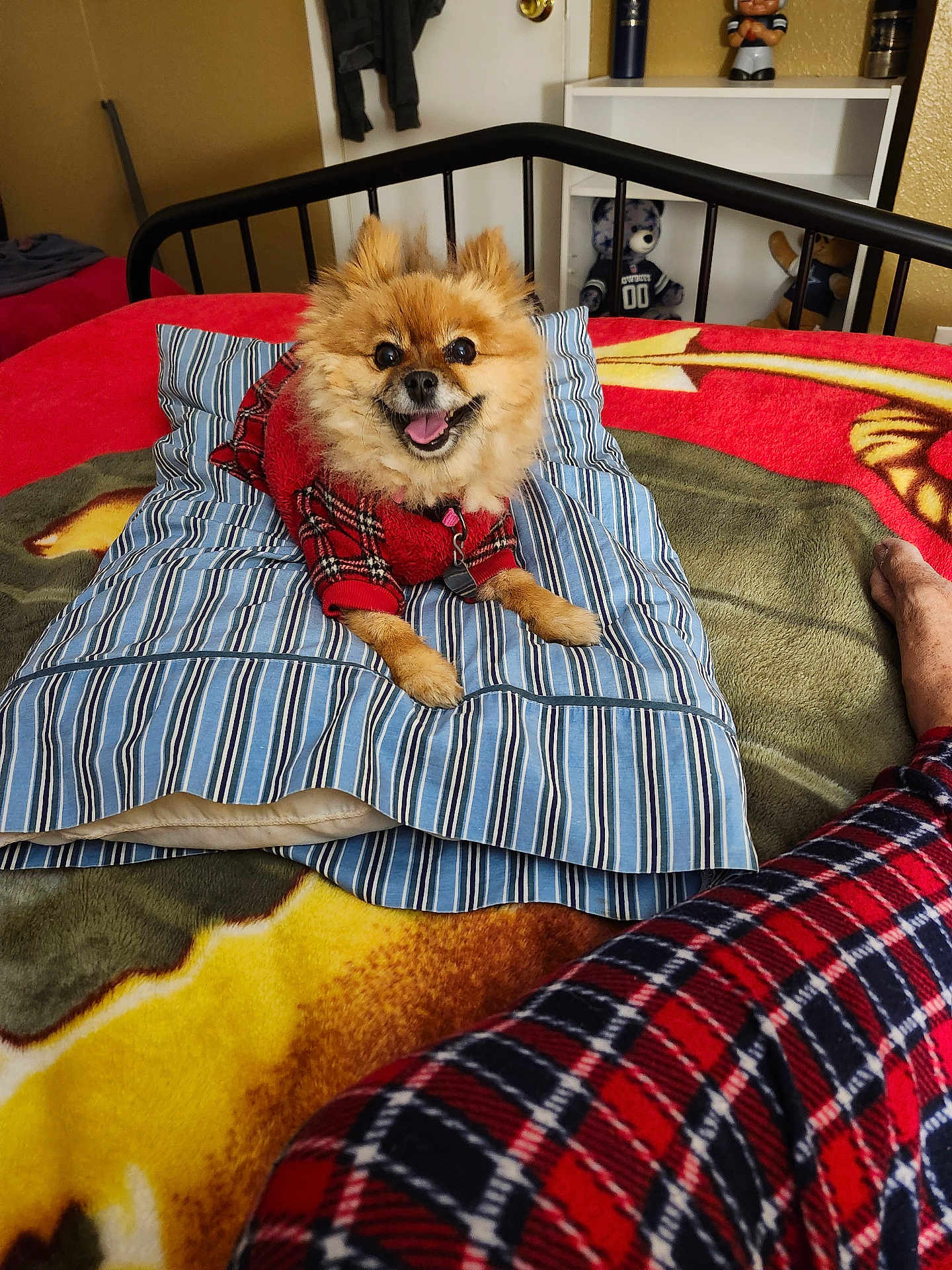 Foxy joined the competition — help win amazing prizes! dog, small_dog, pet, bed, pillow, blanket, plaid, sweater, red_sweater, striped_pillow, indoor, room, furniture, human_leg, plaid_pajamas, smiling_dog, fur, cozy, relaxed, home