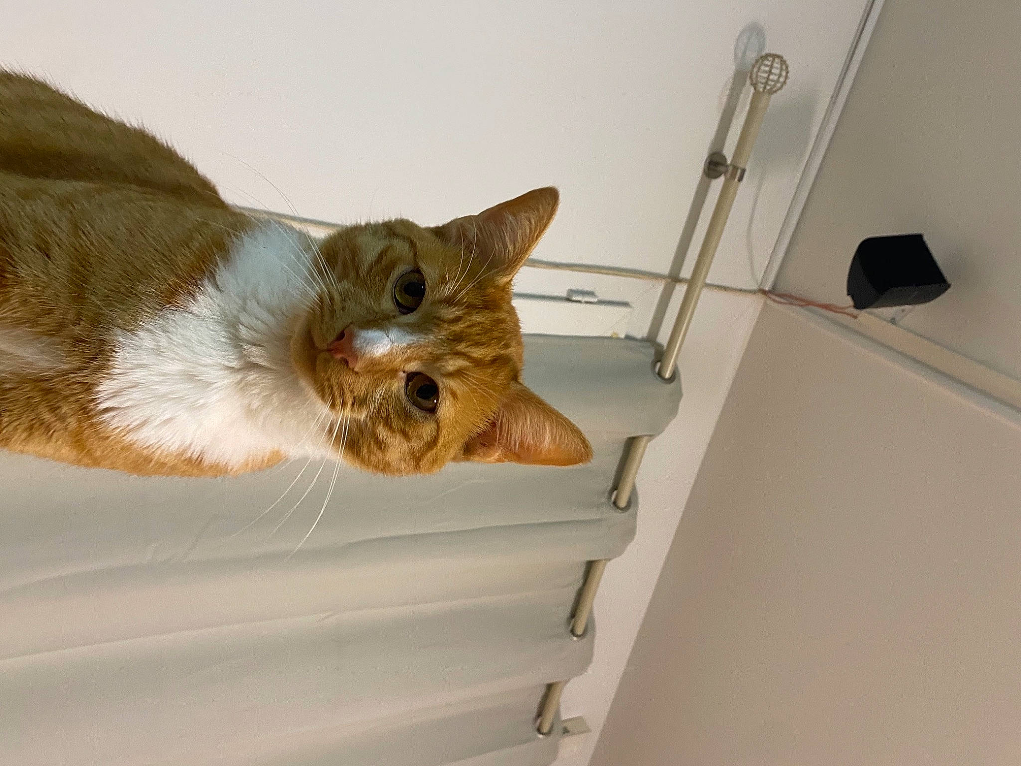 Châtaigne a rejoint le concours — aidez-le/la à gagner de superbes lots ! balinese, carnivore, cat, ceiling, claw, domestic_short_haired_cat, door, fawn, felidae, fur, paw, room, small_to_medium_sized_cats, snout, tail, whiskers, wood