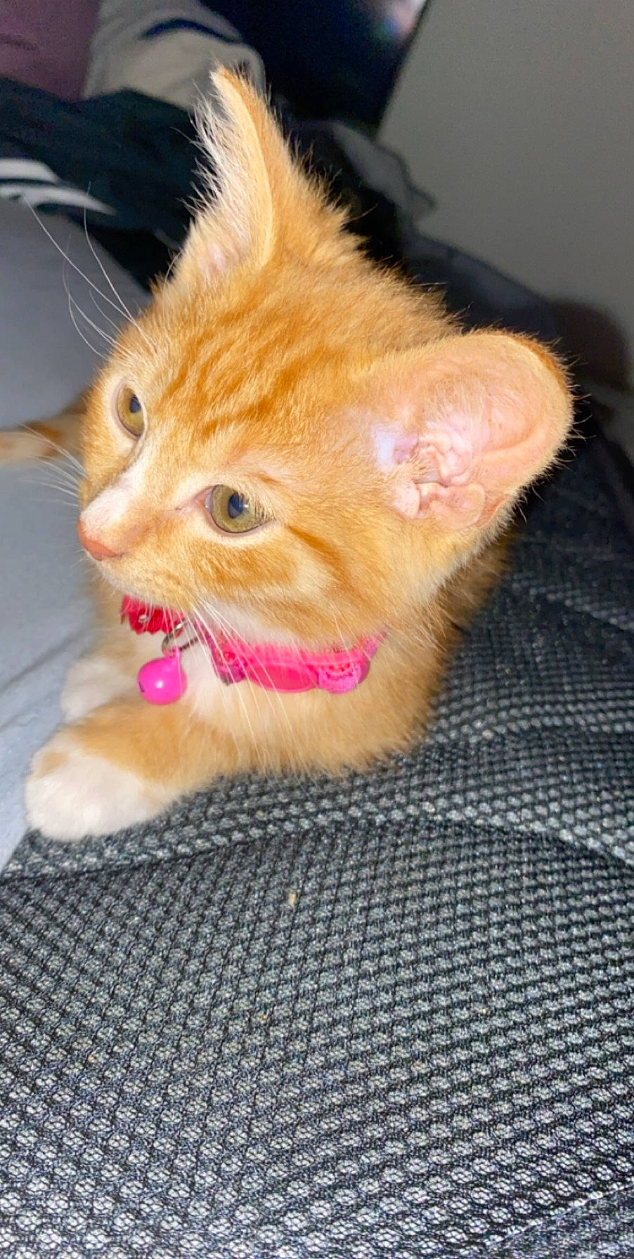 Châtaigne a rejoint le concours — aidez-le/la à gagner de superbes lots ! carnivore, cat, claw, domestic_short_haired_cat, ear, fawn, felidae, foot, fur, gesture, human_leg, paw, small_to_medium_sized_cats, snout, tail, whiskers