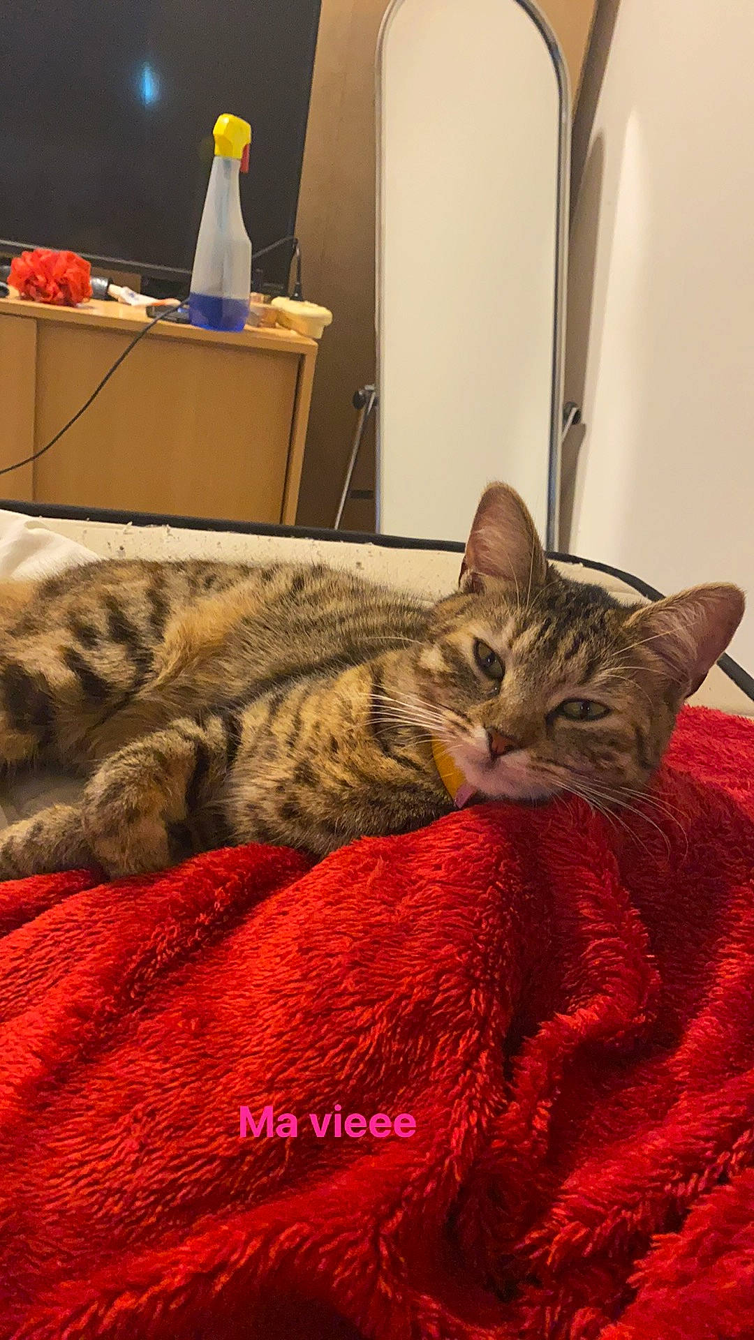 Rylow participe au concours pour gagner de l'argent avec cette photo : bed, bottle, carnivore, cat, comfort, desk, domestic_short_haired_cat, door, felidae, fur, linens, nap, room, small_to_medium_sized_cats, snout, terrestrial_animal, water_bottle, whiskers, wildlife