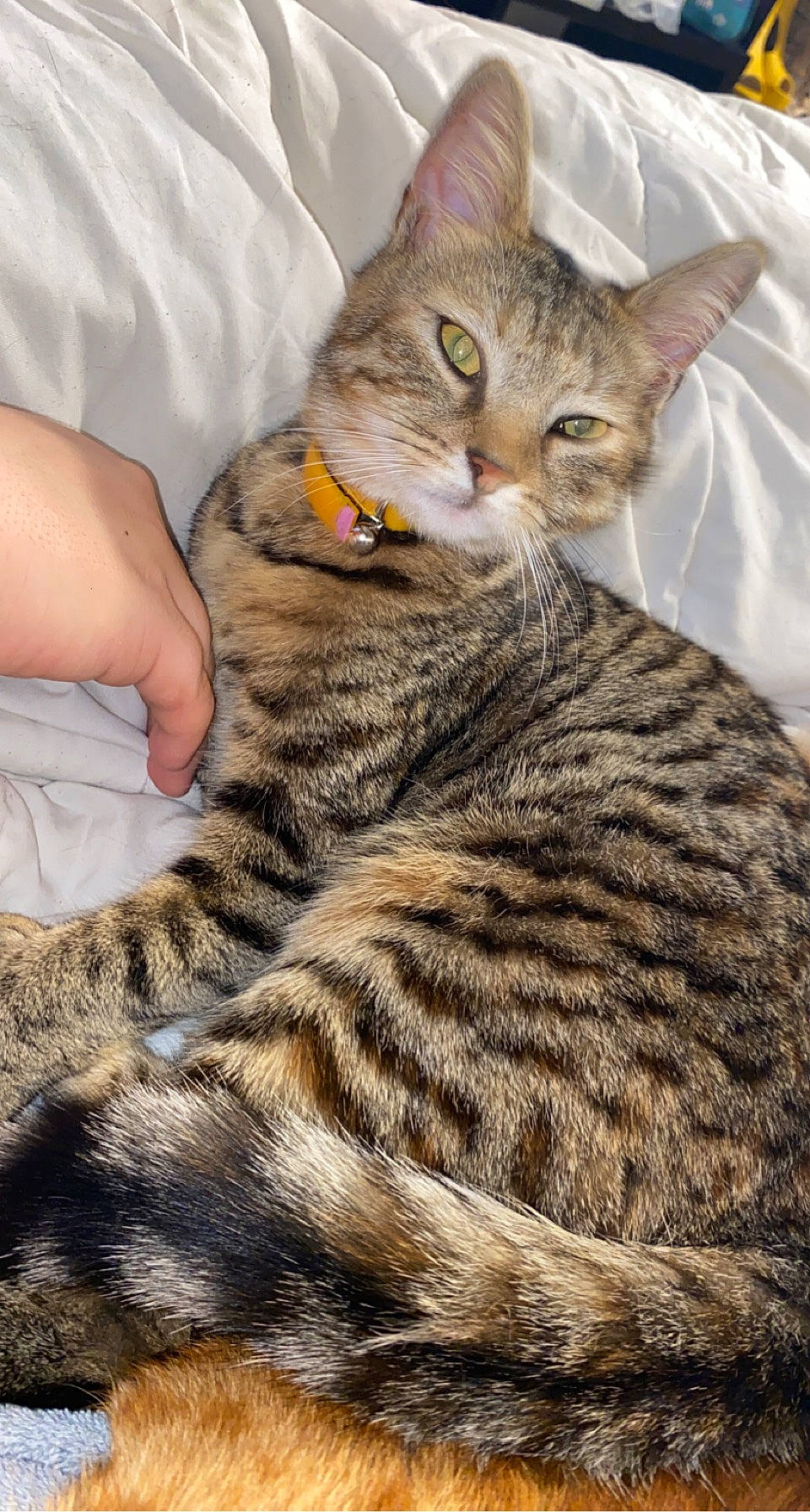 Rylow participe au concours pour gagner de l'argent avec cette photo : carnivore, cat, claw, comfort, domestic_short_haired_cat, fawn, felidae, fur, paw, small_to_medium_sized_cats, snout, tail, terrestrial_animal, whiskers, wildlife