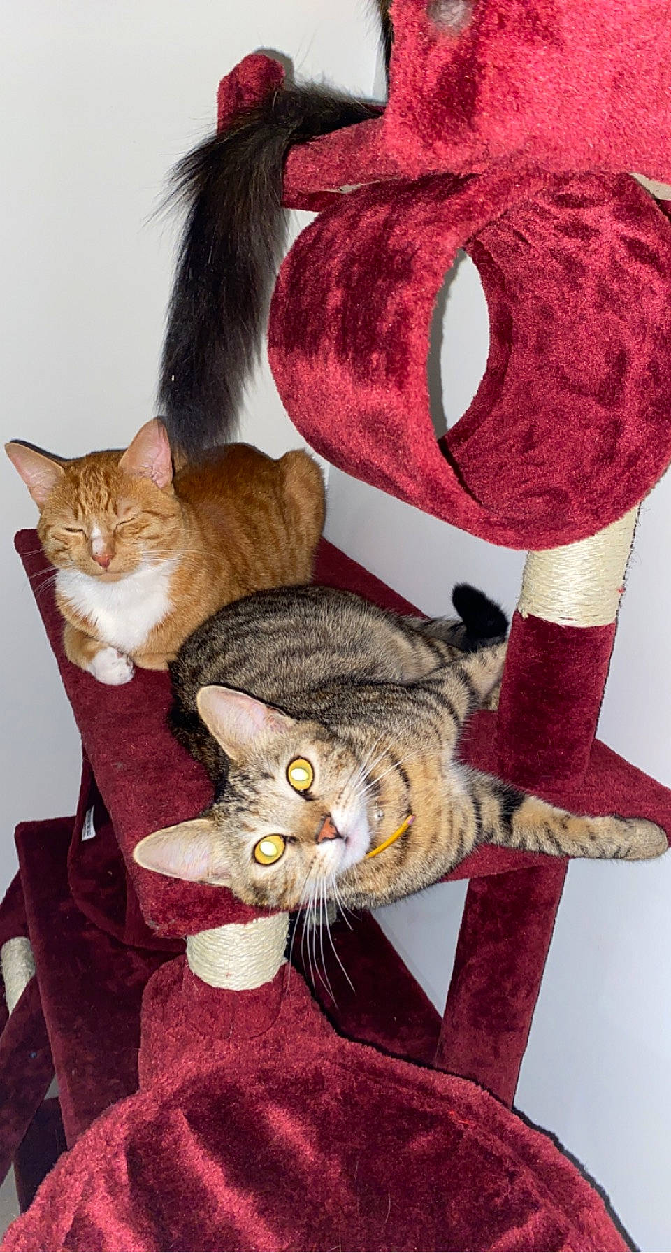 Rylow participe au concours pour gagner de l'argent avec cette photo : art, cap, carmine, carnivore, cat, creative_arts, domestic_short_haired_cat, fashion_accessory, fawn, felidae, fur, pattern, small_to_medium_sized_cats, stuffed_toy, tail, textile, thread, whiskers, wool, woolen