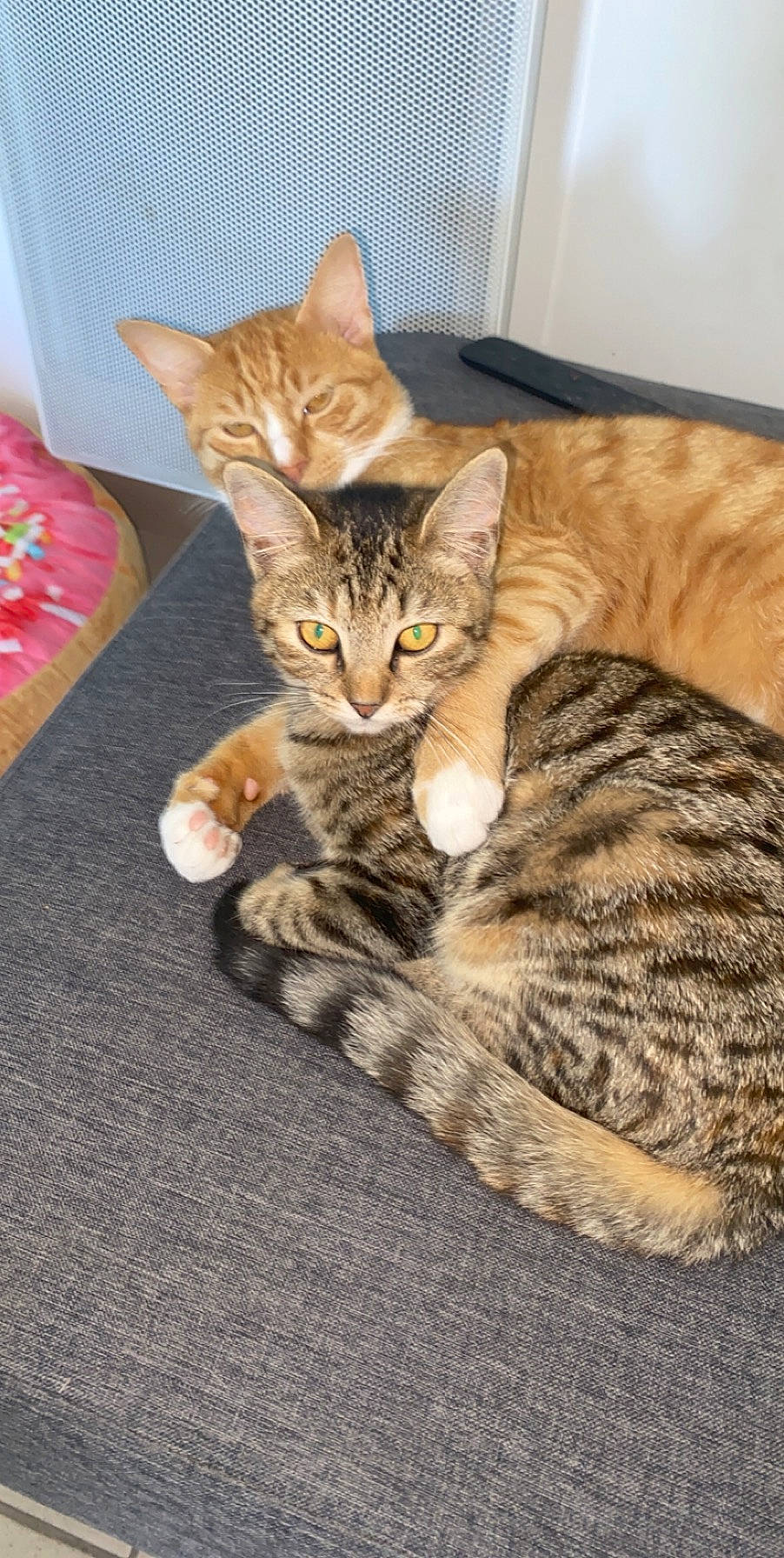 Rylow a rejoint le concours — aidez-le/la à gagner de superbes lots ! carnivore, cat, claw, comfort, domestic_short_haired_cat, felidae, fur, paw, sitting, small_to_medium_sized_cats, snout, tail, terrestrial_animal, whiskers