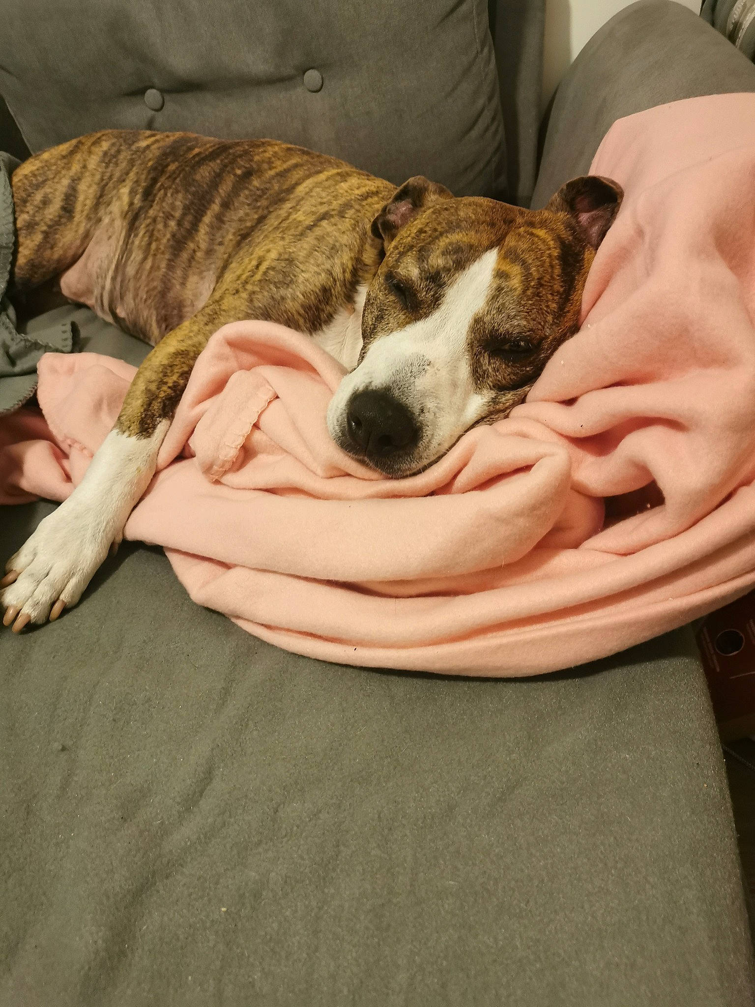 Nikita participe au concours pour gagner de l&#x27;argent avec cette photo : bored, canidae, carnivore, chair, comfort, companion_dog, couch, dog, dog_breed, fawn, fur, human_leg, linens, mammal, paw, sighthound, snout, sporting_group, vertebrate, whiskers