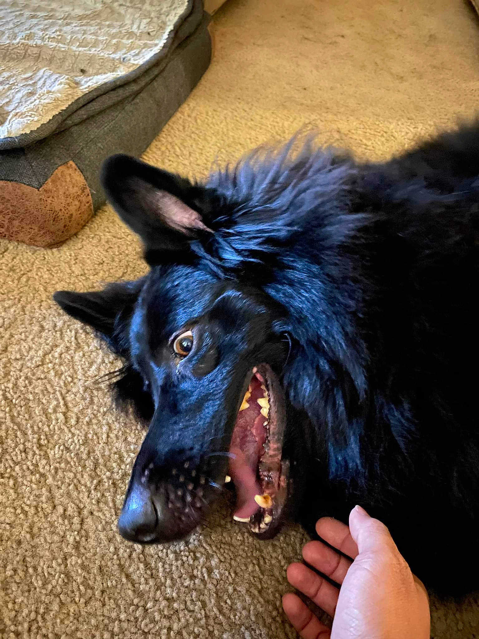 Spirit is registered to the contest to win money with this photo: canidae, carnivore, claw, companion_dog, dog, dog_breed, dog_supply, ear, electric_blue, fang, foot, fur, head, jaw, old_german_shepherd_dog, snout, sporting_group, whiskers, working_animal, working_dog