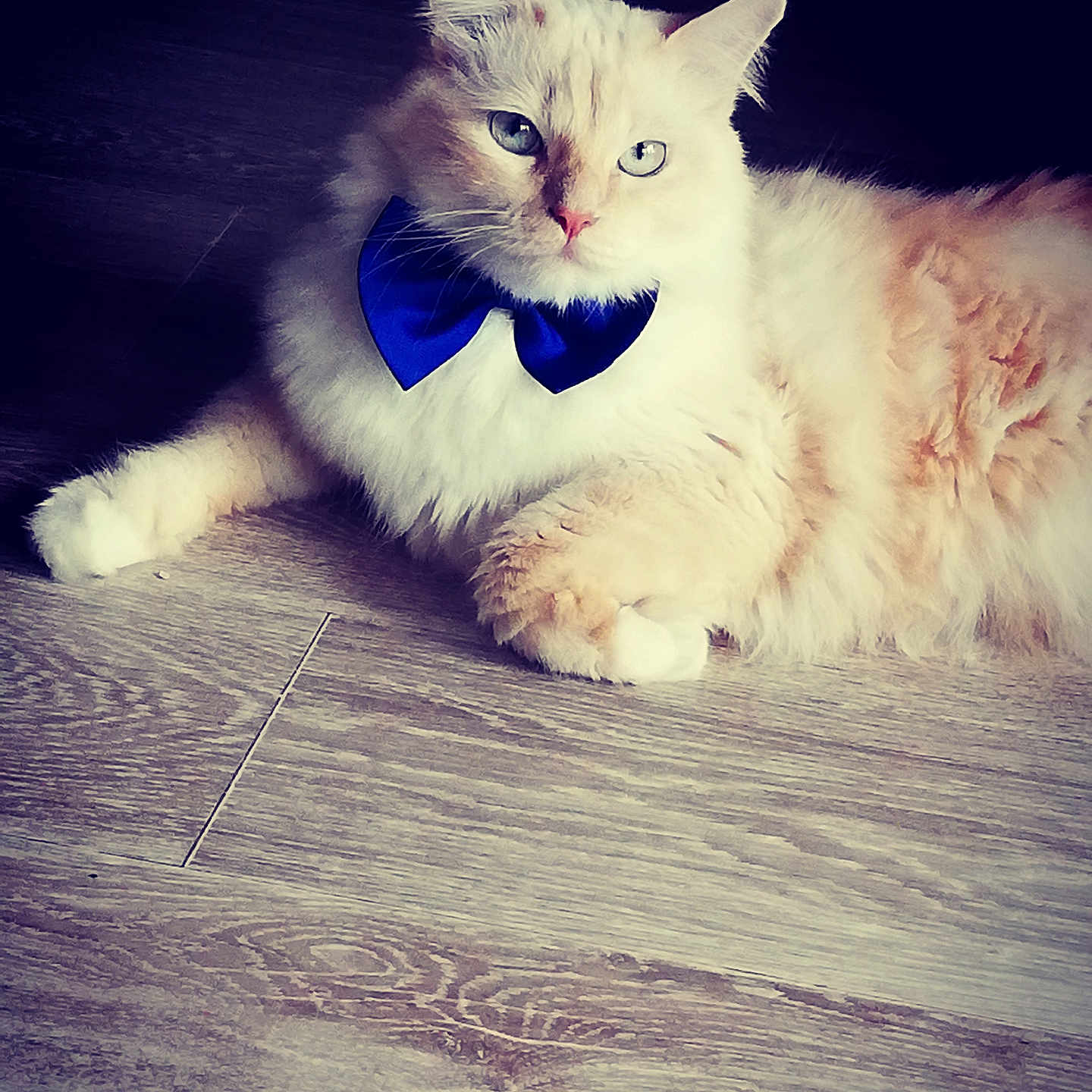 Orion participe au concours pour gagner de l'argent avec cette photo : accessories, angora, animal, bowtie, cat, collar, couch, formalwear, furniture, hardwood, indoors, interiordesign, kitten, manx, pet, plywood, siamese, strap, tie, wood