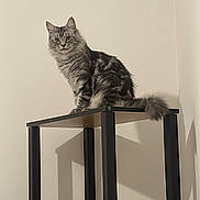 Perla a rejoint le concours — aidez-le/la à gagner de superbes lots ! cat, shelf, furniture, indoor, pet, feline, fluffy, gray_cat, striped_cat, wood, black, minimalist, curious, perched, domestic_cat, animal, corner, shadow, looking, calm