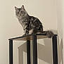 cat, shelf, furniture, indoor, pet, feline, fluffy, gray_cat, striped_cat, wood, black, minimalist, curious, perched, domestic_cat, animal, corner, shadow, looking, calm