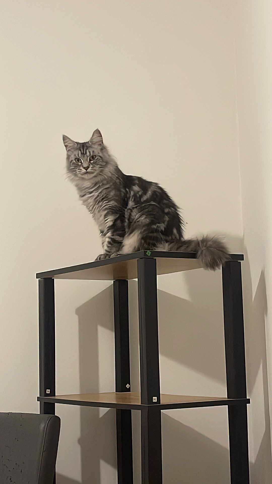 Perla a rejoint le concours — aidez-le/la à gagner de superbes lots ! cat, shelf, furniture, indoor, pet, feline, fluffy, gray_cat, striped_cat, wood, black, minimalist, curious, perched, domestic_cat, animal, corner, shadow, looking, calm