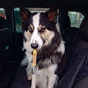 Ulysse a rejoint le concours — aidez-le/la à gagner de superbes lots ! dog, heterochromia, car_interior, chew_stick, sitting, black_and_white_fur, pet, canine, seat_cover, window, seat, ears_up, alert, indoor, animal, muzzle, fur, portrait, companion, vehicle