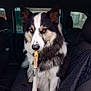 dog, heterochromia, car_interior, chew_stick, sitting, black_and_white_fur, pet, canine, seat_cover, window, seat, ears_up, alert, indoor, animal, muzzle, fur, portrait, companion, vehicle